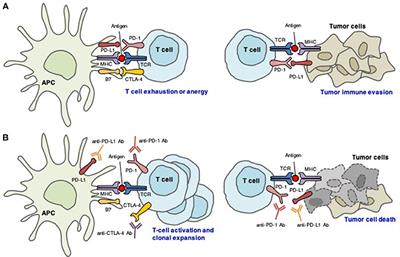 Cardiac Complications in Immune Checkpoint Inhibition Therapy